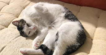 mathieu pet sitter à MONTBONNOT ST MARTIN 38330_3