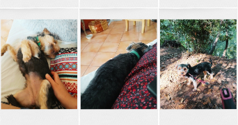 bérengère pet sitter à MONTPELLIER 34000_6