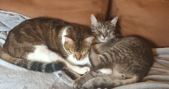 laurence pet sitter à MEYREUIL 13590_1