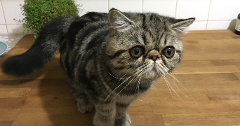 isabelle pet sitter à MERIGNAC 33700_4