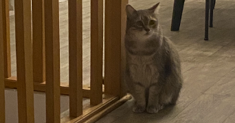 marie pet sitter à CARRIERES SUR SEINE 78420_4