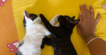 naomie pet sitter à VILLIERS SUR MARNE 94350_8