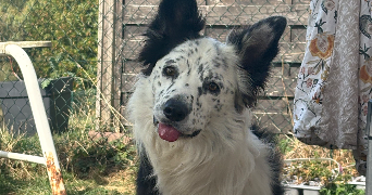 ema pet sitter à VILLERS SEMEUSE 08000_0