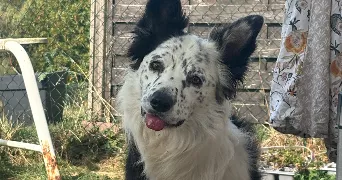 ema pet sitter à VILLERS SEMEUSE 08000