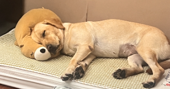 peiyi pet sitter à CHAMBERY 73000_2