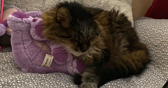 ilana pet sitter à TOULOUSE 31000_1
