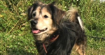 emma pet sitter à Belbeuf 76240_3