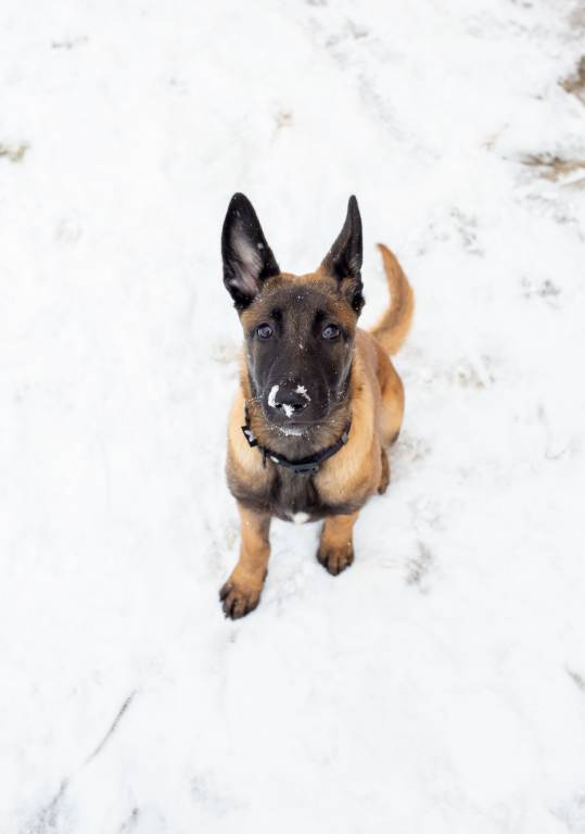 jennyfer pet sitter à Drefféac 44530_0