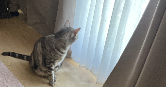 nawres pet sitter à CHANTILLY 60500_4