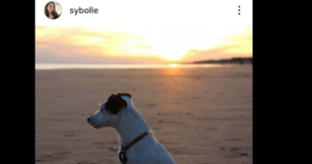 sybille pet sitter à AVRICOURT 57810_6