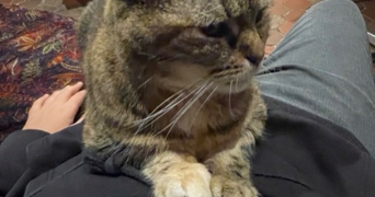 hossein pet sitter à LA GARENNE COLOMBES 92250_1