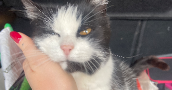 laetitia pet sitter à BOUXIERES AUX DAMES 54136_7