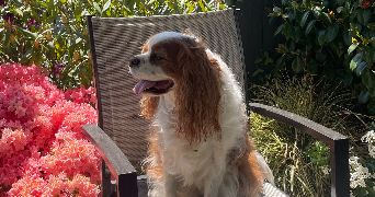 mazarine pet sitter à RENNES 35200_1
