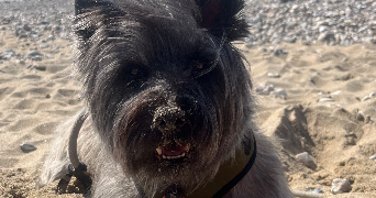 virginie pet sitter à YZEURE 03400_1