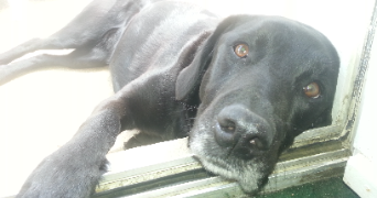 eléa pet sitter à SOTTEVILLE LES ROUEN 76300_3