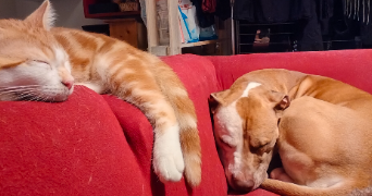 charlène pet sitter à Mantes-la-Ville 78711_8