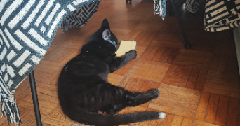 manon pet sitter à AGEN 47000_3