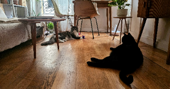 severine pet sitter à PARIS 18 75018_7