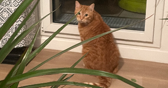 julienne pet sitter à LE BOURGET 93350_3