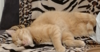 violette pet sitter à LYON 07 69007_3
