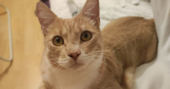 chloé pet sitter à SAINGHIN EN MELANTOIS 59262_2