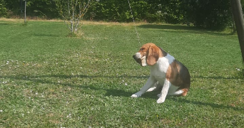 axel dog sitter à INGRANDES LE FRESNE SUR LOIRE 49123_1