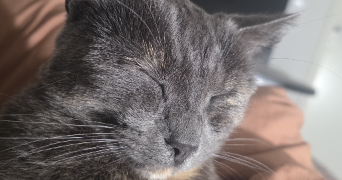 tristan pet sitter à POMPIGNAC 33370_8