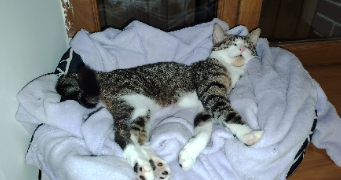 mélissa pet sitter à ESNON 89210_1