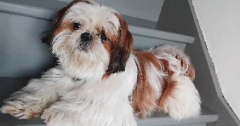 christine  pet sitter à POUZAY 37800_18