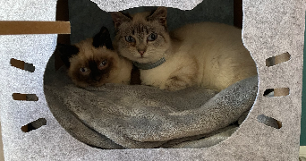 anaïs pet sitter à RENNES 35700_1