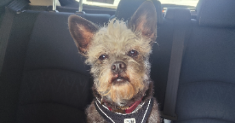 caroline pet sitter à ALENCON 61000_2