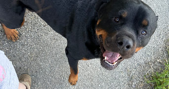 lou pet sitter à VERFEIL 31590_9