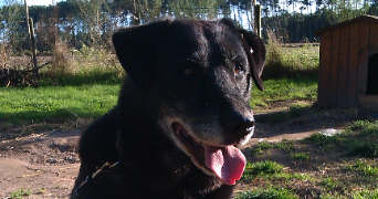 andréa pet sitter à SAUMUR 49400_4