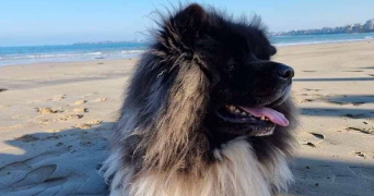 nathalie pet sitter à LESQUIN 59810_3