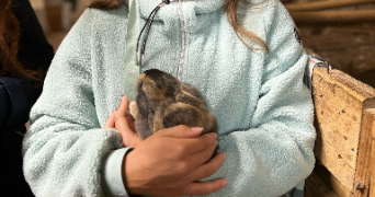 juliette pet sitter à STRASBOURG 67000_2