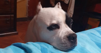 alice pet sitter à CERGY 95000_3