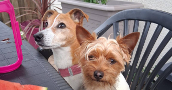 laura dog sitter à AGNEAUX 50180_3