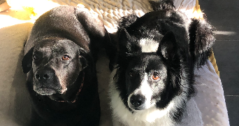 maël pet sitter à LES MEES 04190_6