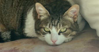 ghita pet sitter à PARIS 03 75003_1