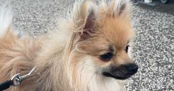 lucas pet sitter à CHATEAUNEUF DE GALAURE 26330_1