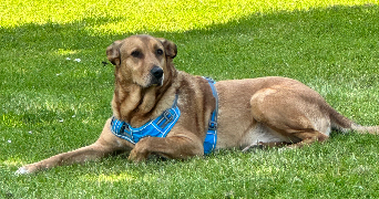 sara pet sitter à OZOIR LA FERRIERE 77330_0