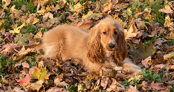 marie pet sitter à PONTAULT COMBAULT 77340_10