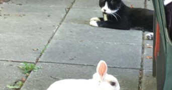 anita pet sitter à ALFORTVILLE 94140_4