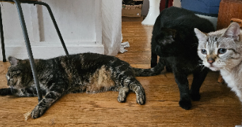 severine pet sitter à PARIS 18 75018_12