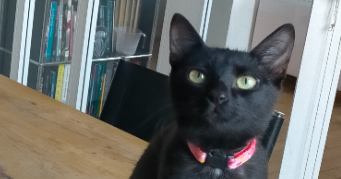 eléonore pet sitter à NANTES 44000_3