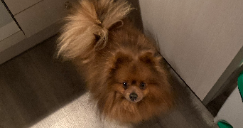 juliette pet sitter à LIMOGES 87000_0
