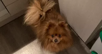 juliette pet sitter à LIMOGES 87000
