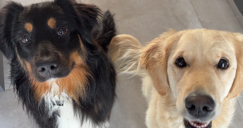 simon pet sitter à BAUVIN 59221_5