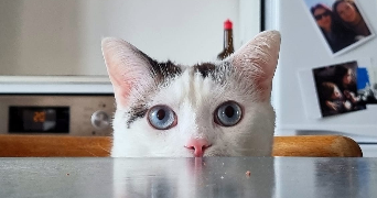 lucille pet sitter à LYON 05 69005_7