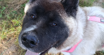 lénaïs pet sitter à ROANNE 42300_8